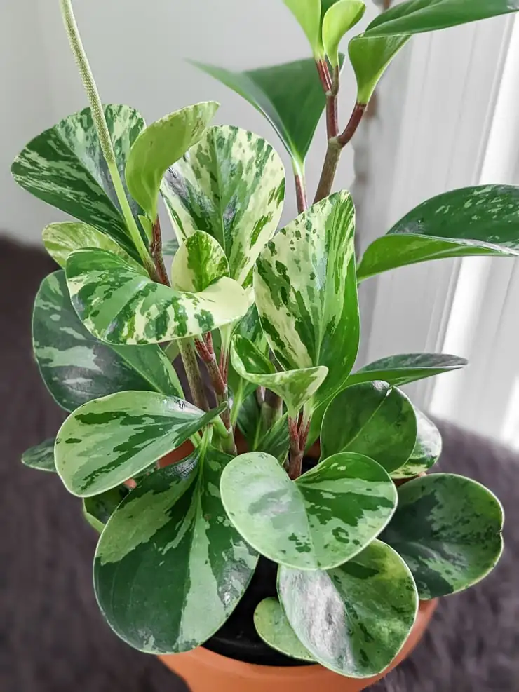 peperomia obtusifolia east window morning sun