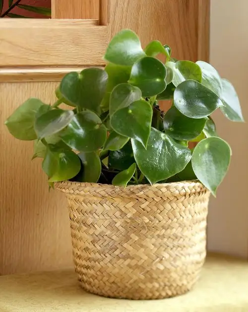 peperomia obtusifolia rotating pot hands