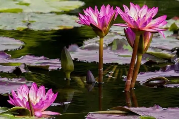 Sun, Depth, and Dinner: The Foolproof Water Lily Care Blueprint (Hardy vs Tropical)