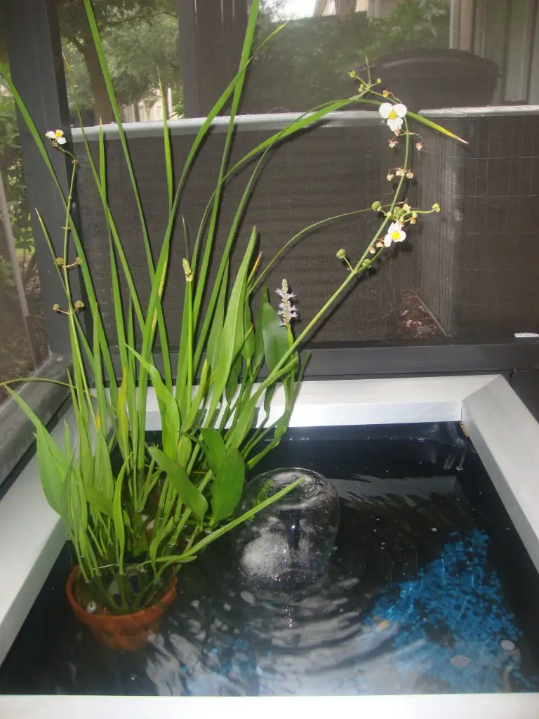 indoor water lily tub sunny window