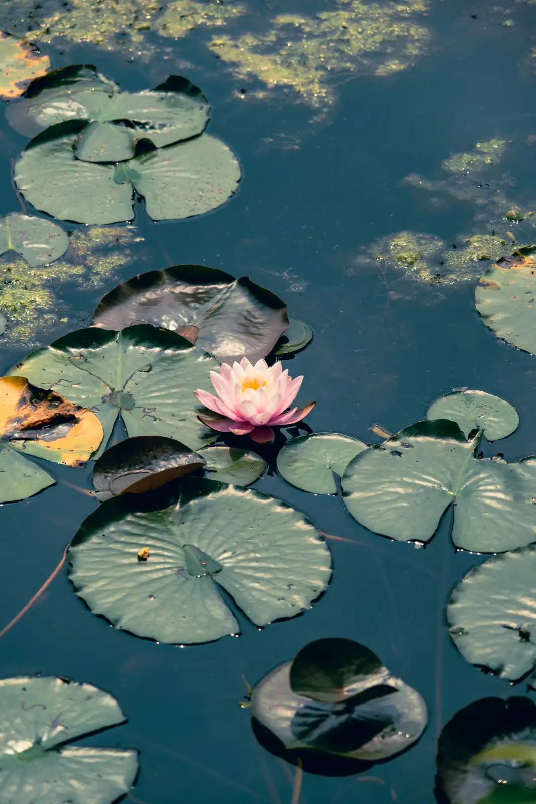 water lily pot lowering into pond