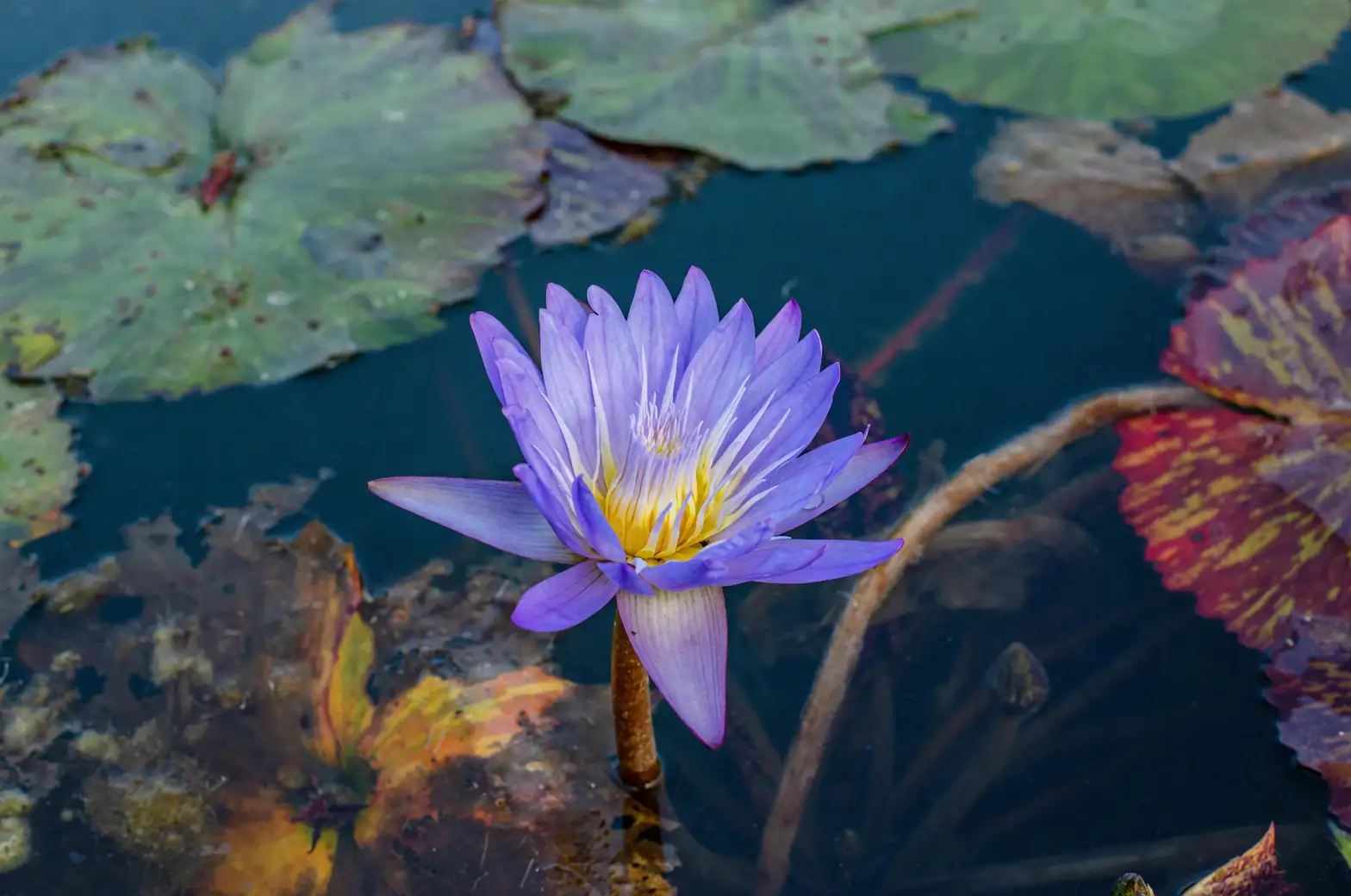 hardy water lily under ice