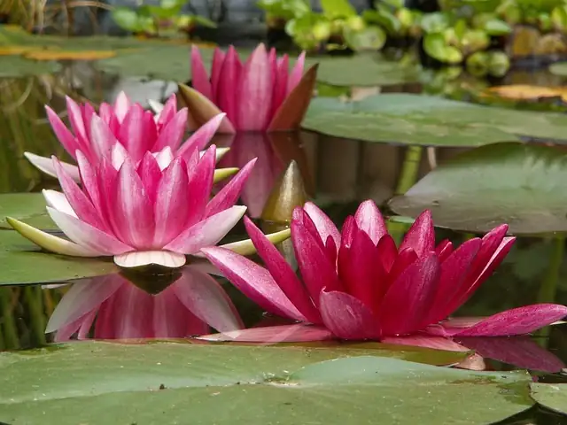 water lily pad notch close-up