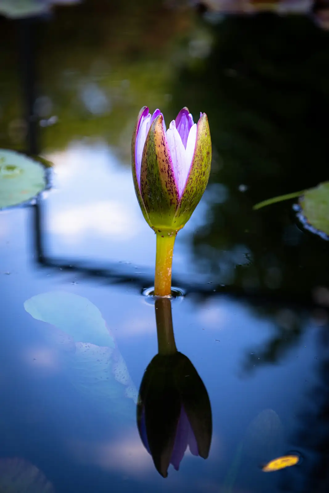 water lily aphids on bud