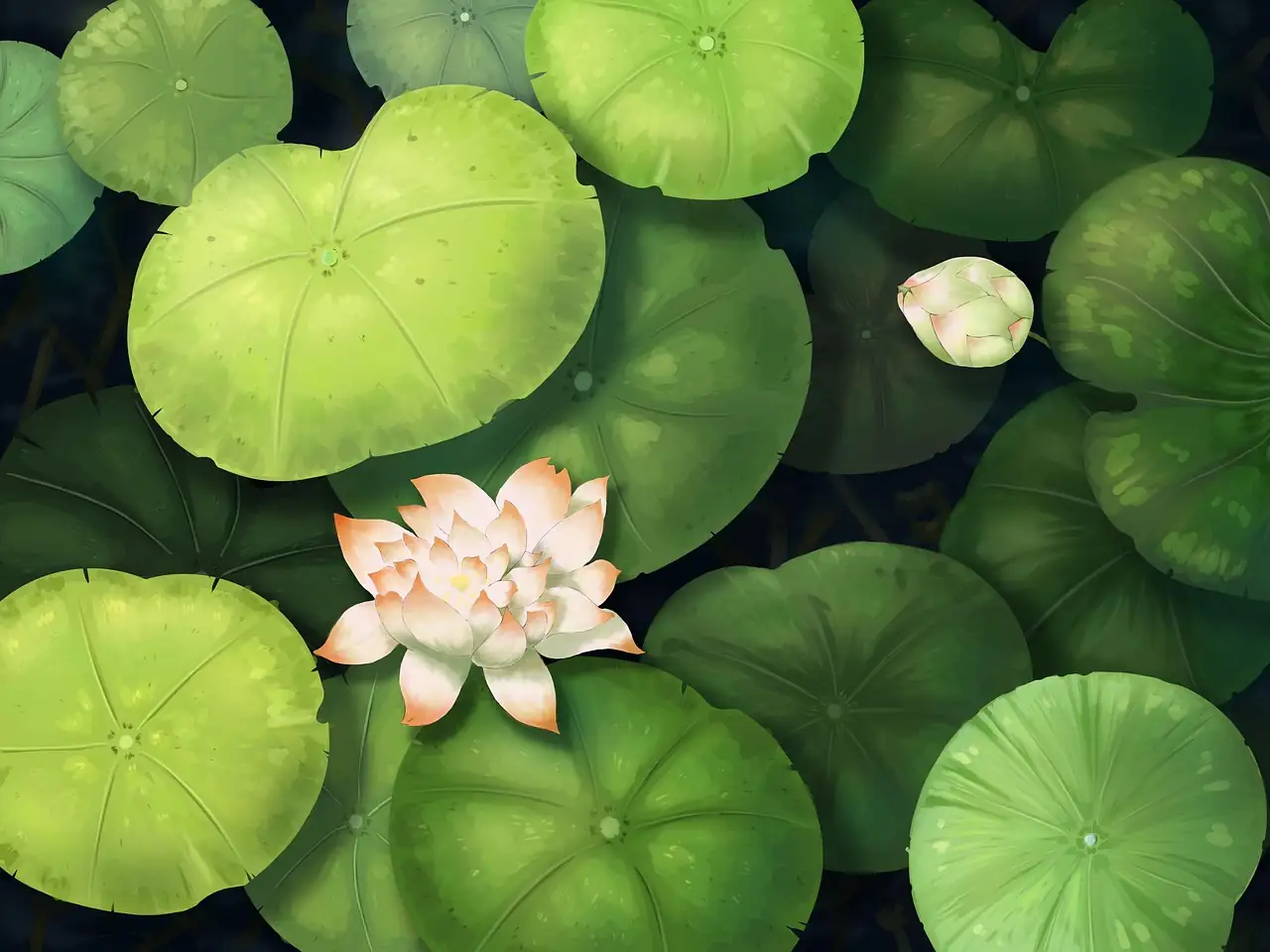 water lily rhizome cutting knife