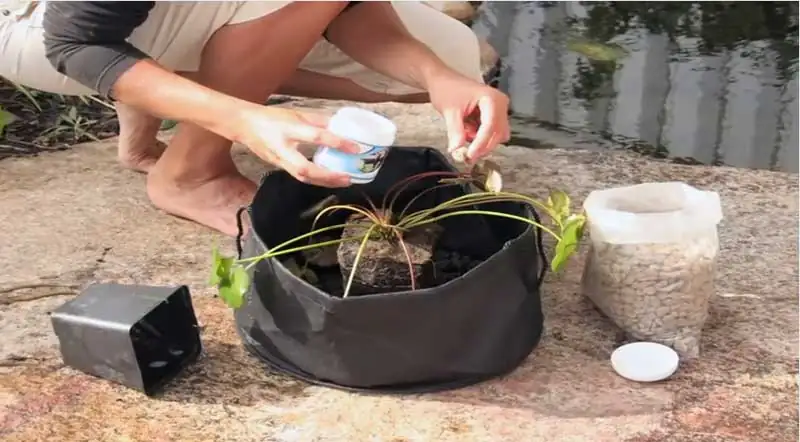 water lily fertilizer tablets pot