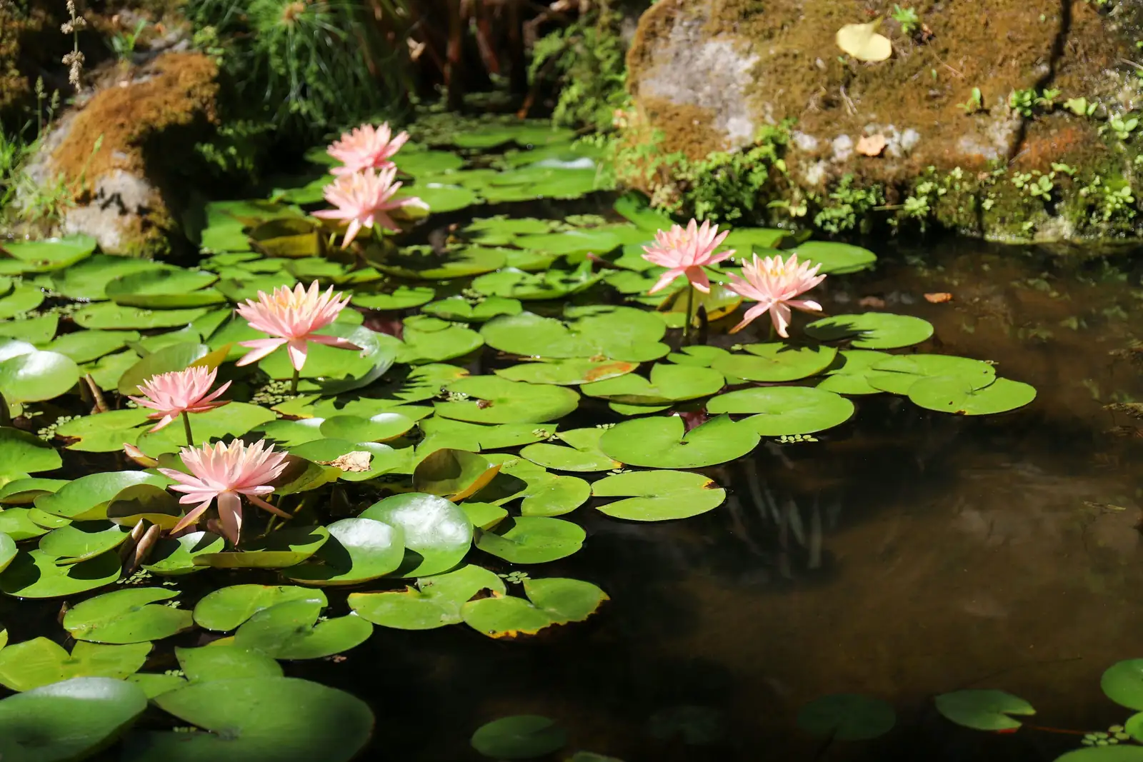 From Nile Dawn to Monet’s Giverny: The Epic Journey of Nymphaea Across Cultures