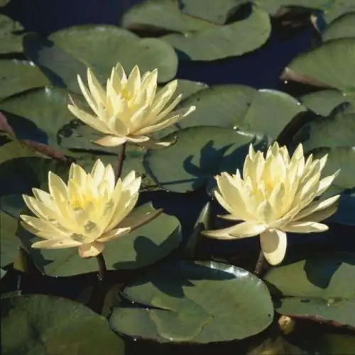 Why Do Water Lilies Sleep at Night? The Day-Blooming Dance Explained