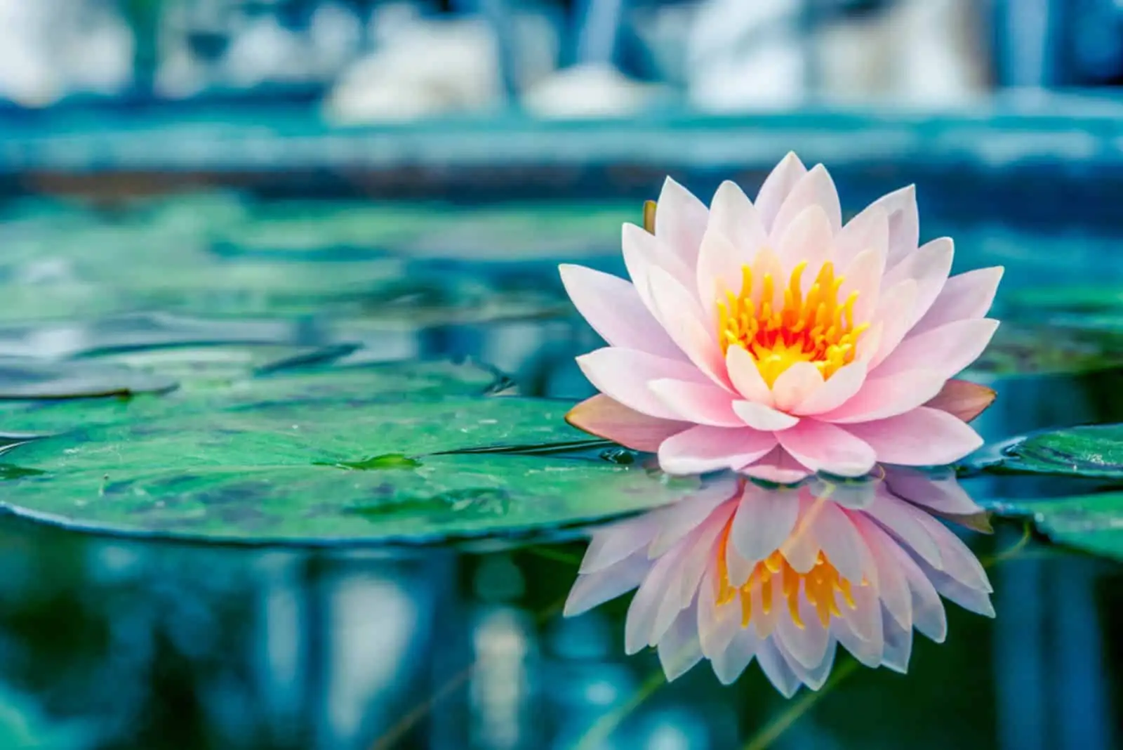 water lily day night comparison