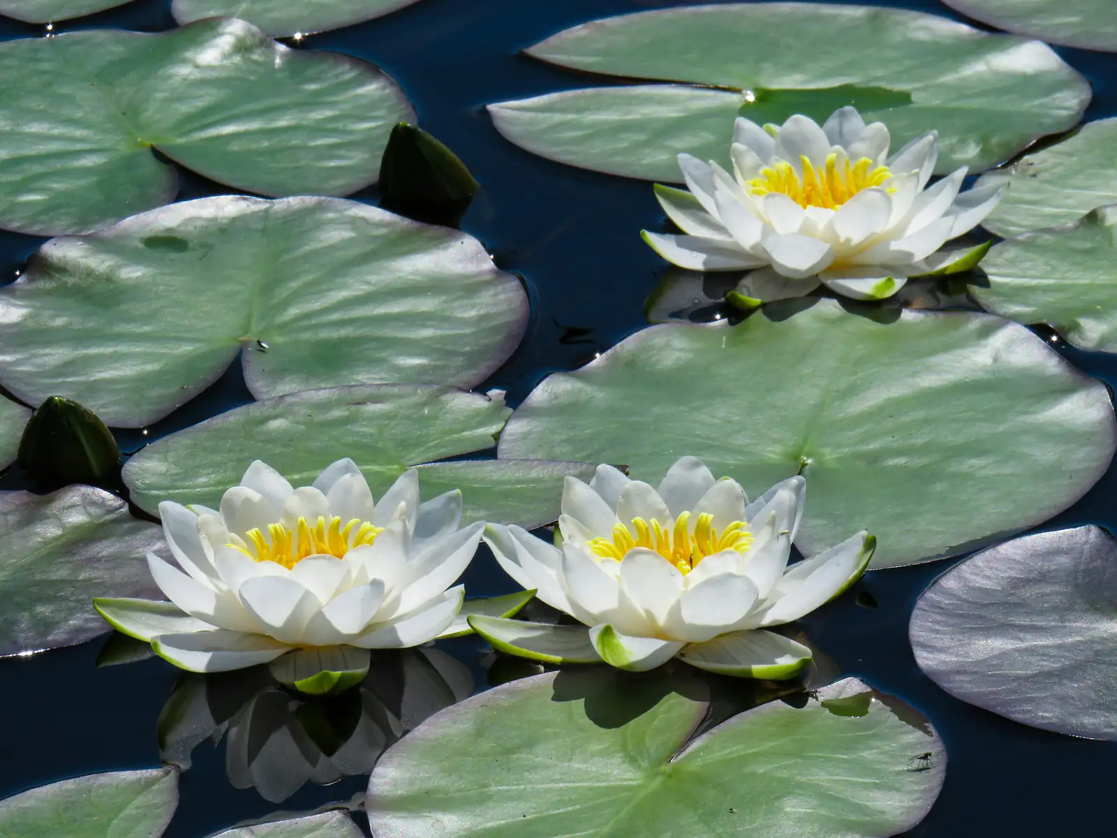 Sioux water lily color change