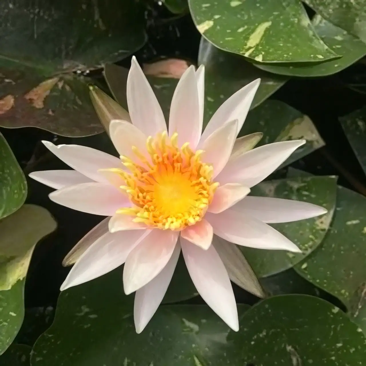 water lily backyard pond setup