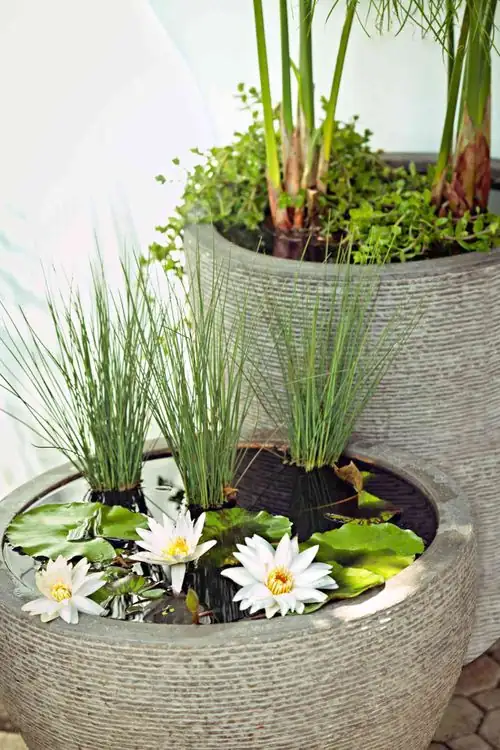 water lily patio container pond