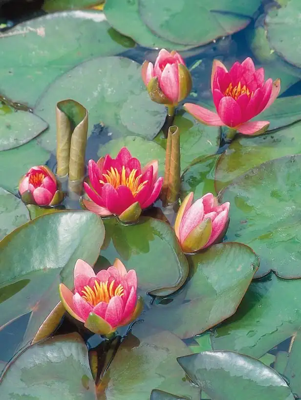 Divide and Thrive: A Hands-On Rhizome Division Workshop for Nymphaea