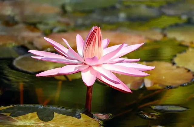 tropical water lily tuber plantlet