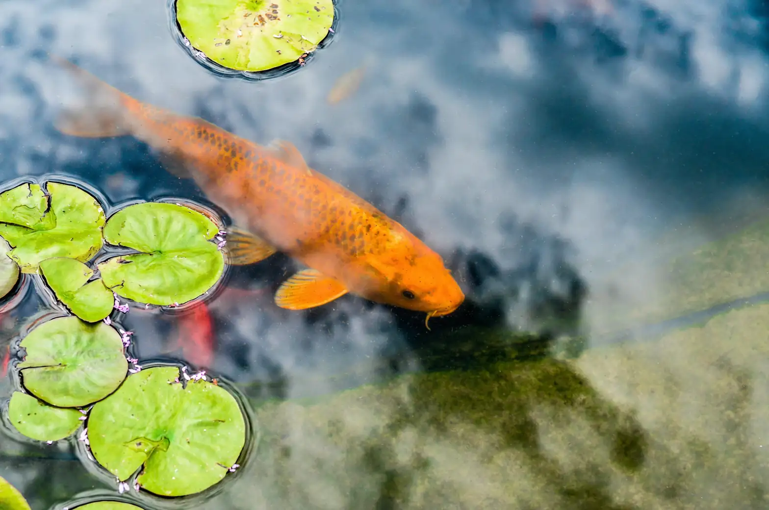 Pond Harmony: Pairing Water Lilies with Fish and Plants for Crystal-Clear Water