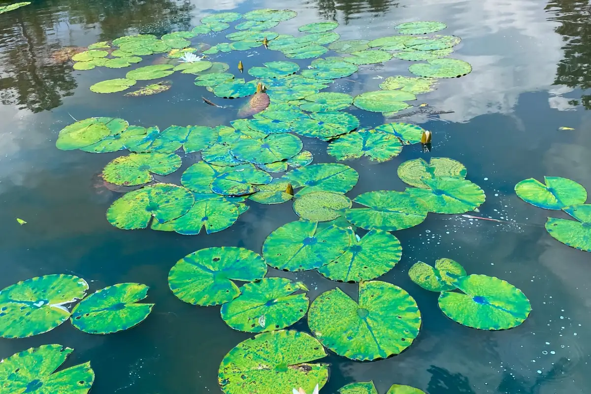 water lily pond oxygenator plants fish