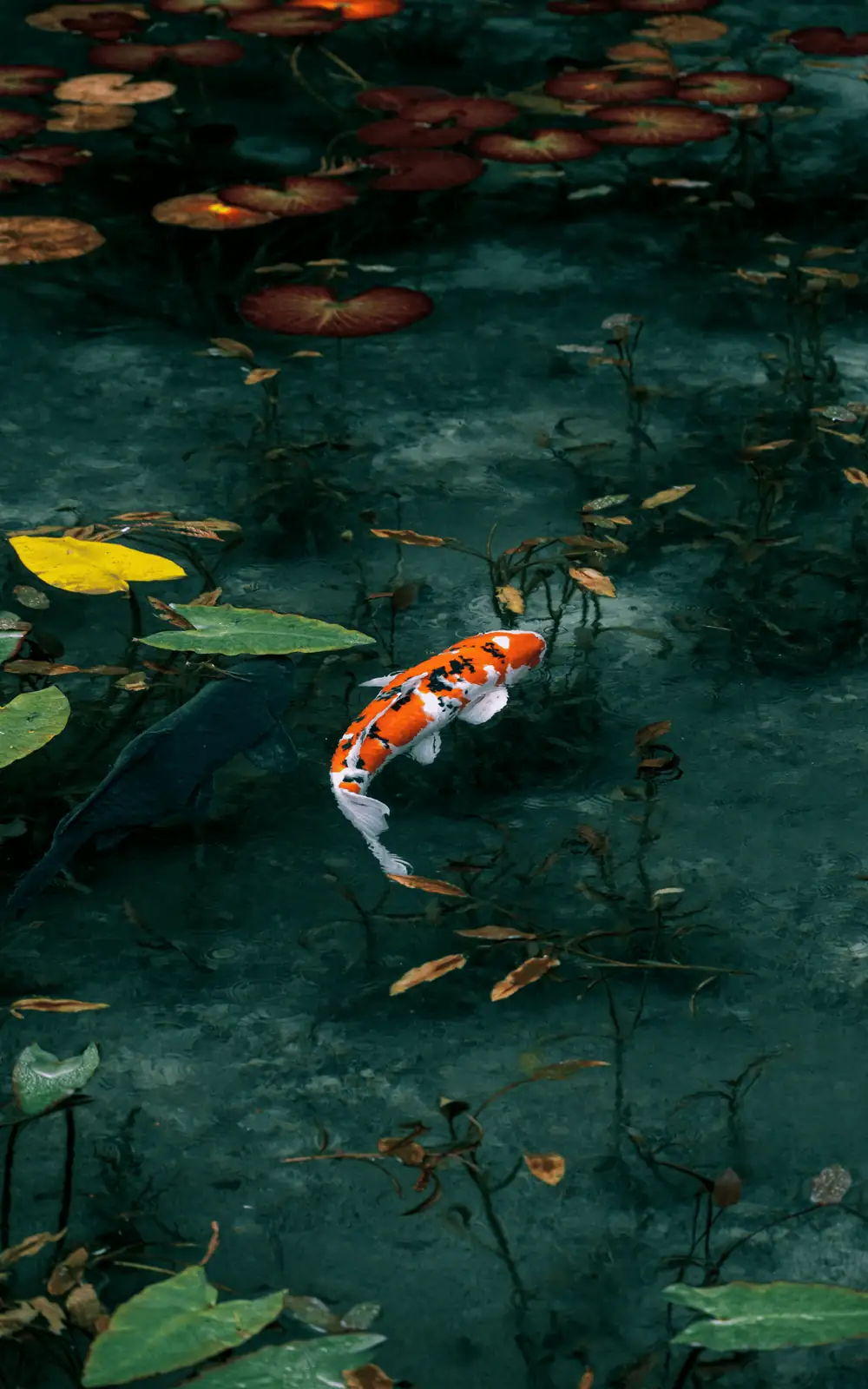 goldfish under water lily pads