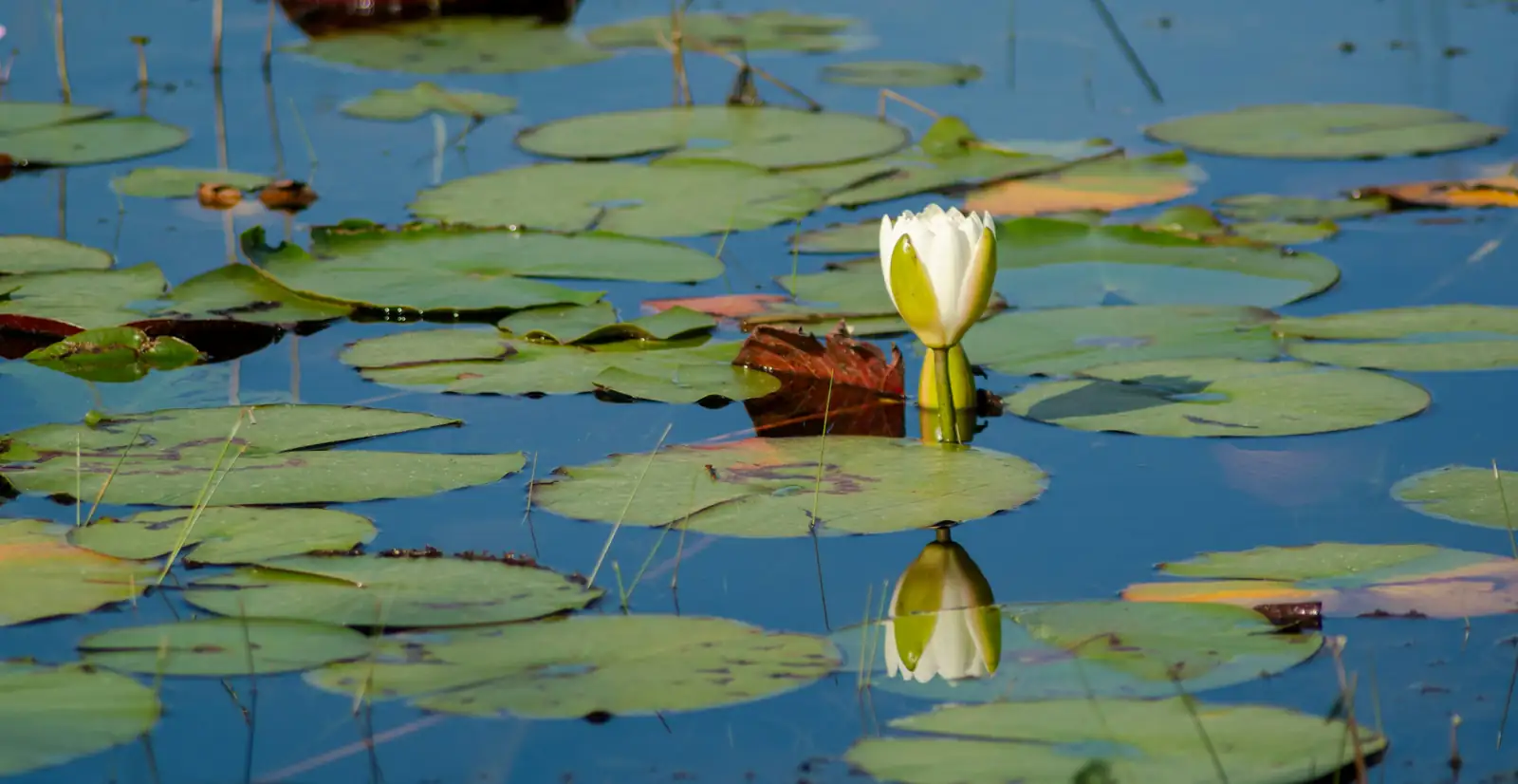 planting water lily rhizome basket