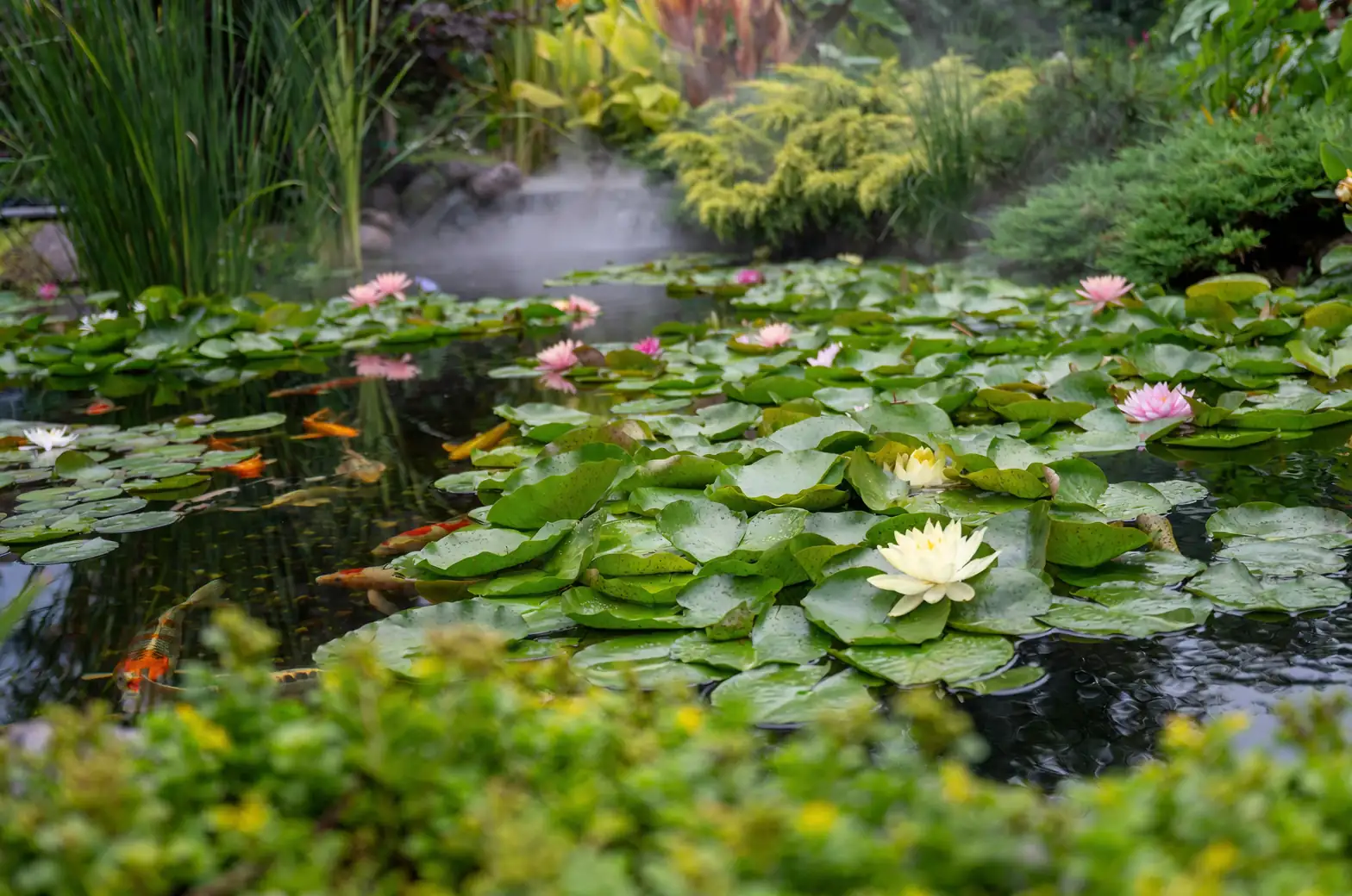 koi pond protected water lilies