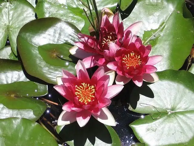 Blue, Pink, or Color-Shifting? Choose the Right Nymphaea for Fragrance, Bloom Height, and Depth