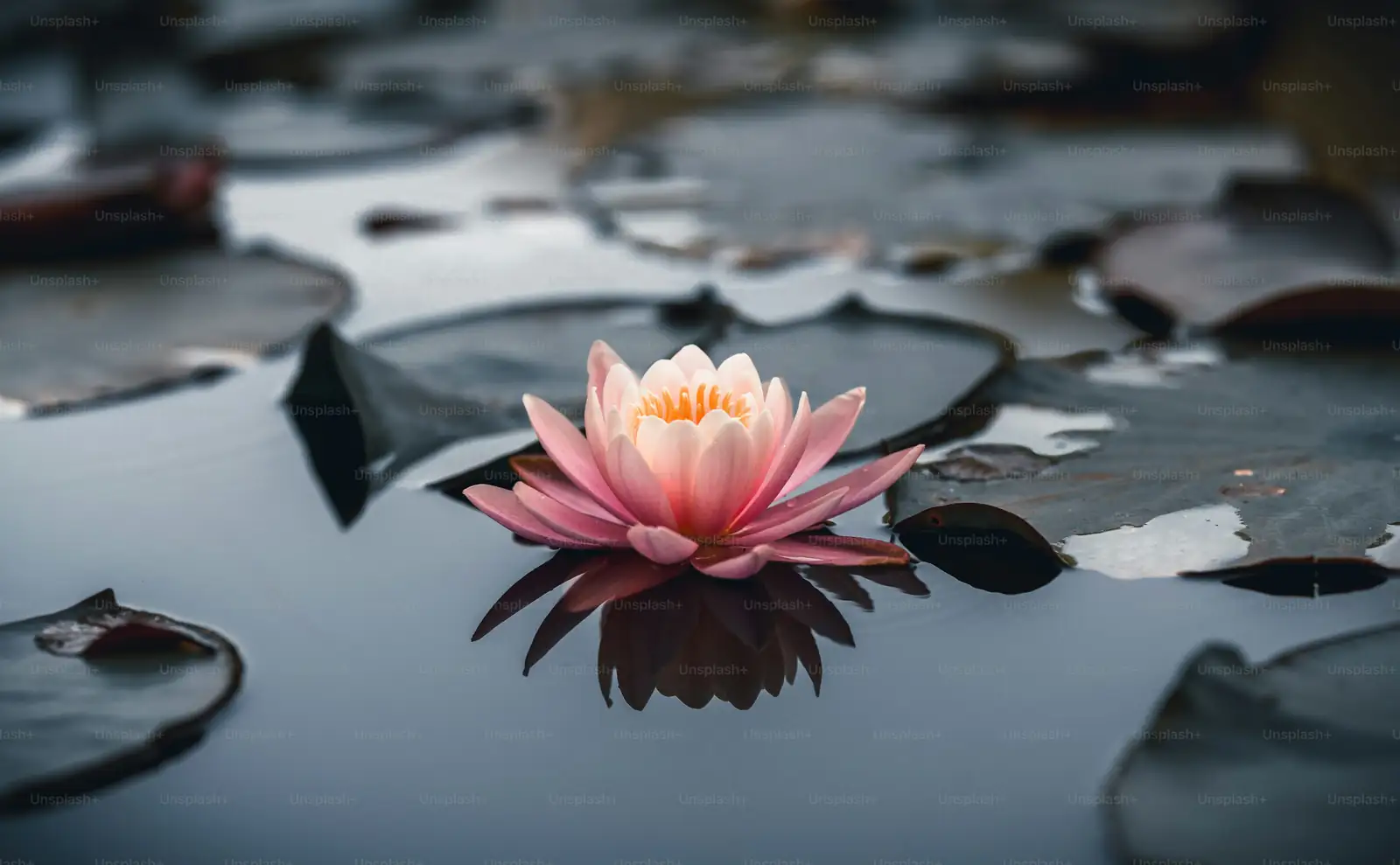 nymphaea planting basket shallow water