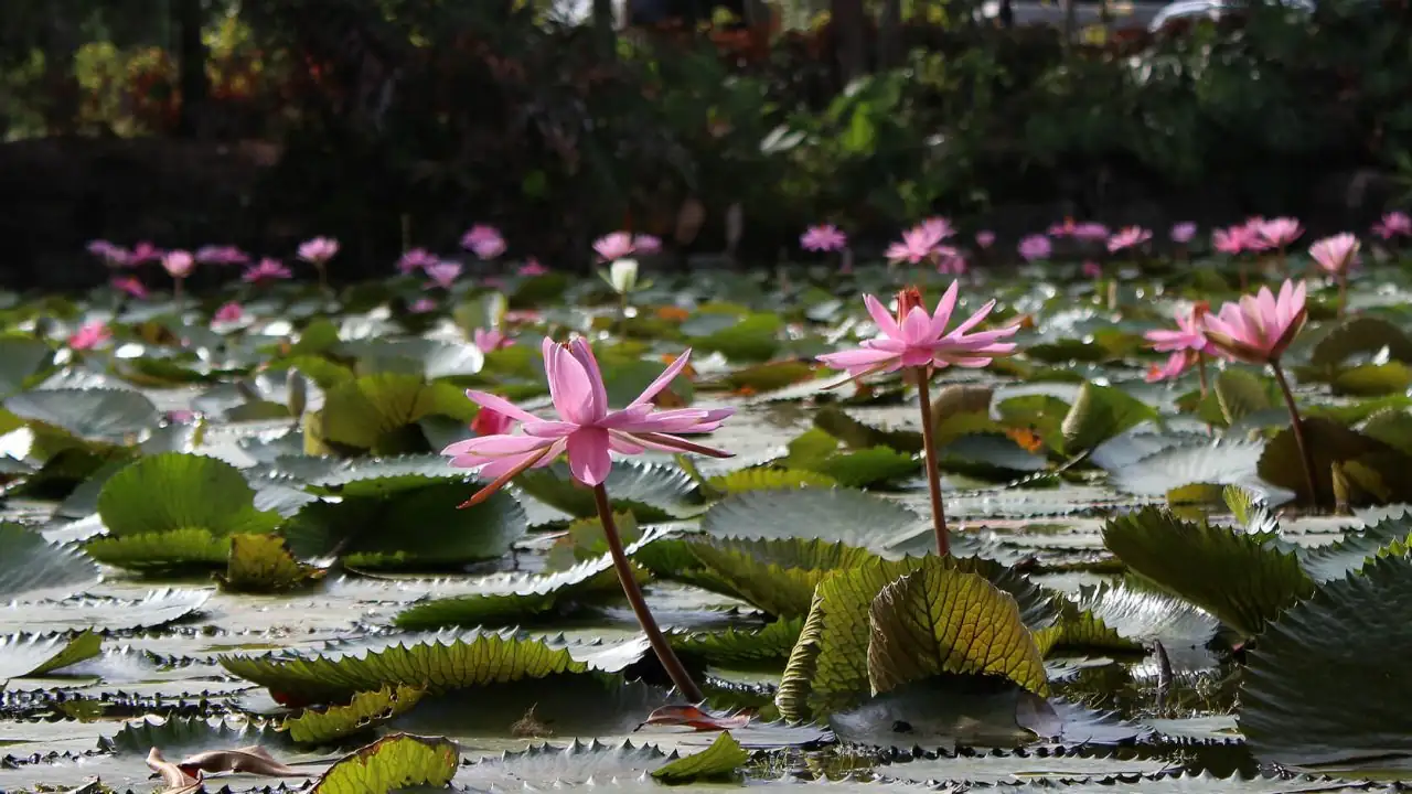 Beetle Ball or Bee Buffet? How Water Lilies Lure Pollinators with Scent and Timing