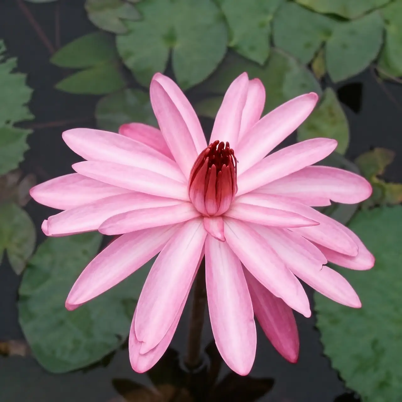 water lily night bloom dusk