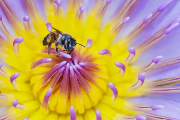 water lily stigma close-up bee