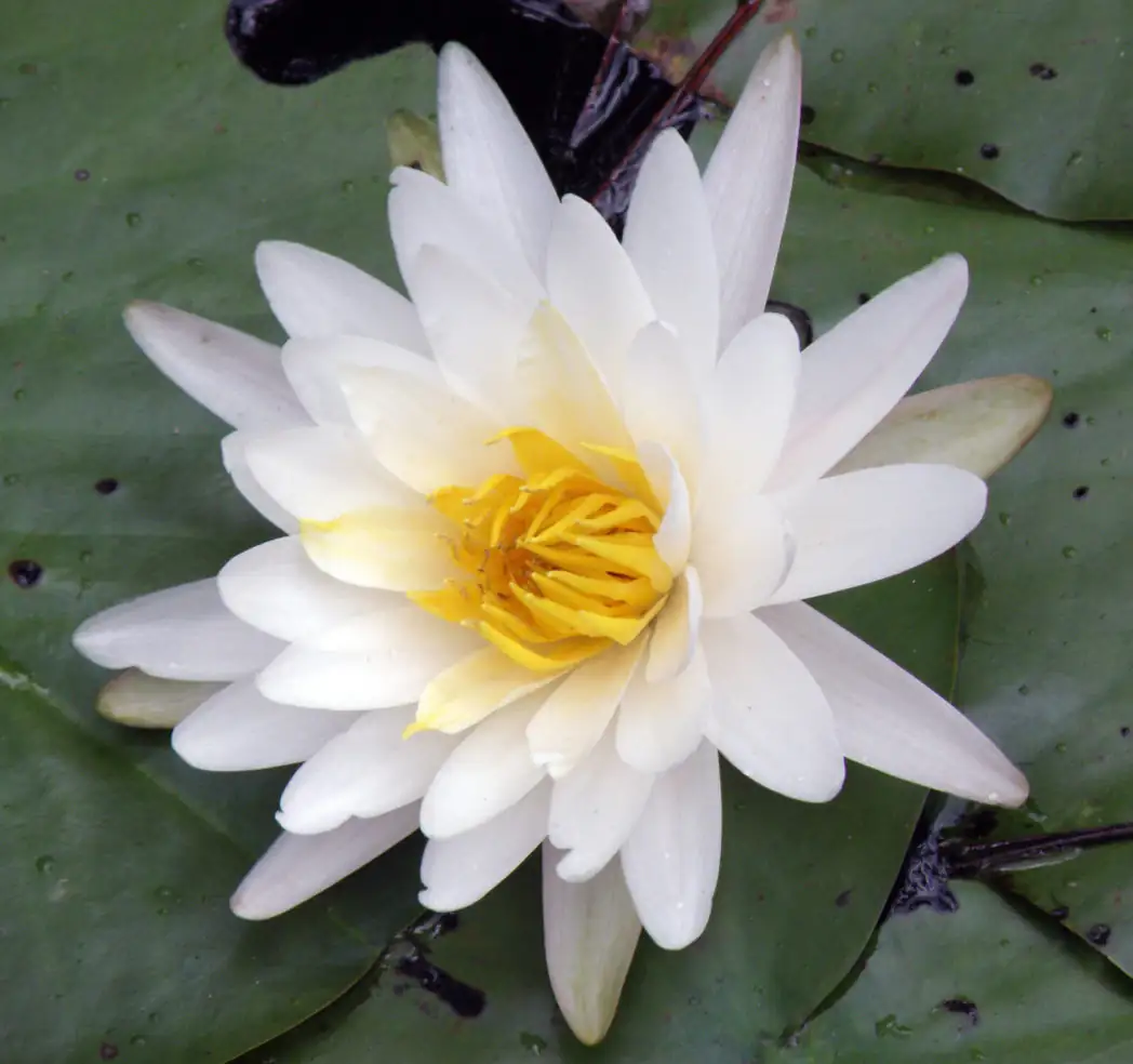 Nymphaea lotus beetle pollination