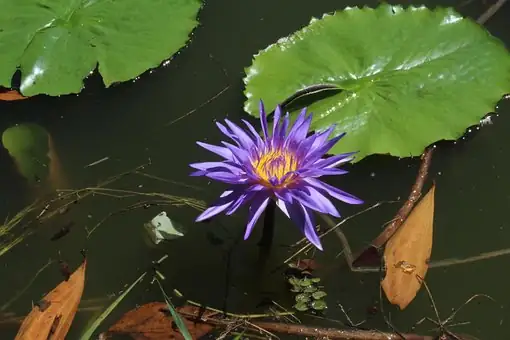 blue water lily bumblebee landing
