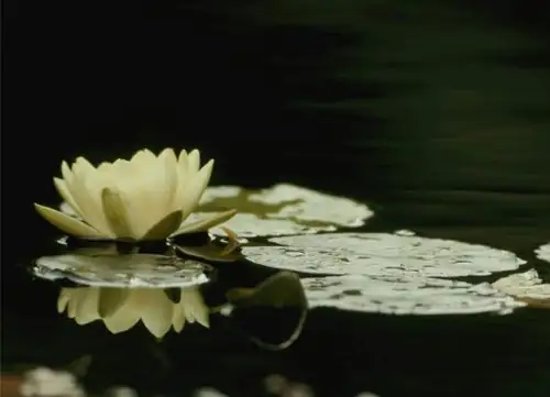 Clear Water, Happy Lilies: Beat Algae with Shade, Depth, and Smart Feeding (No Chemicals Needed)