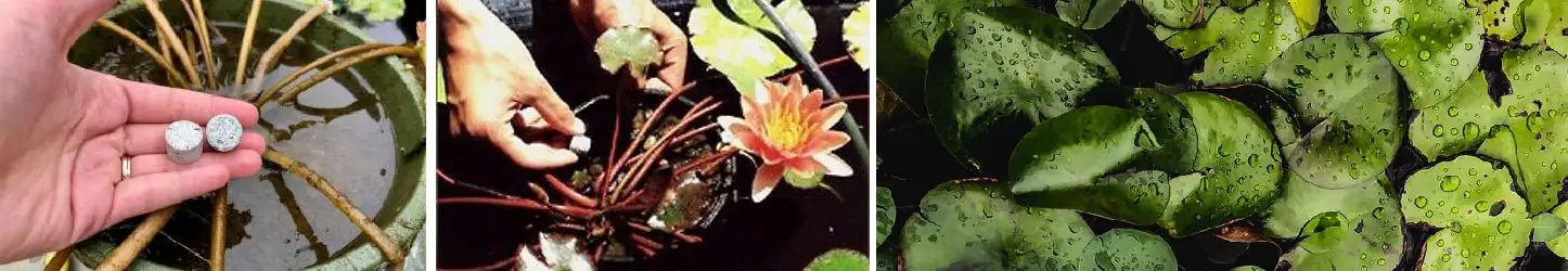 fertilizer tablets in water lily pot
