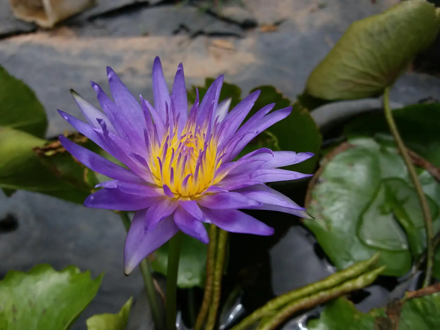 water lily rhizome in pot close-up