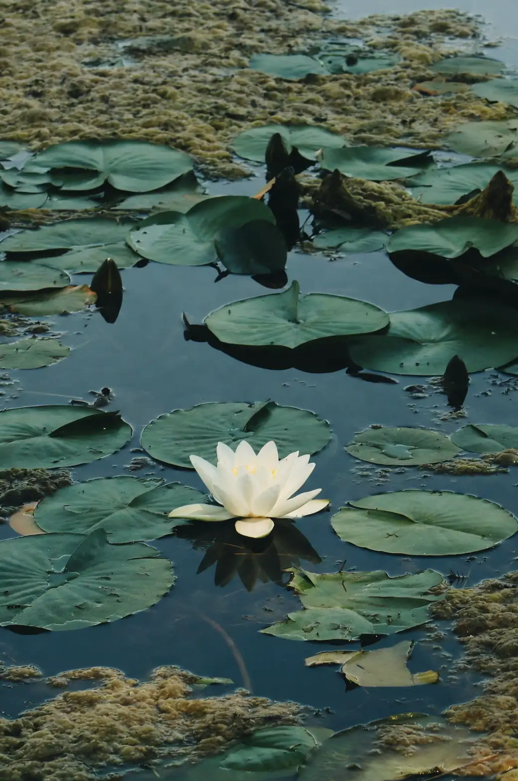water lily pot on bricks underwater