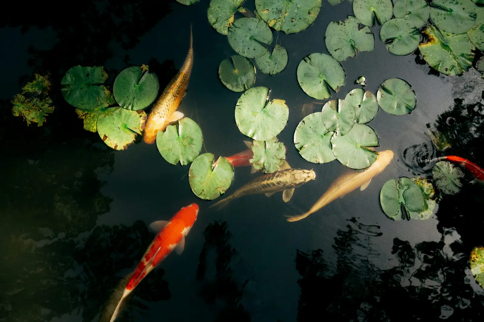 koi with water lilies mesh guard