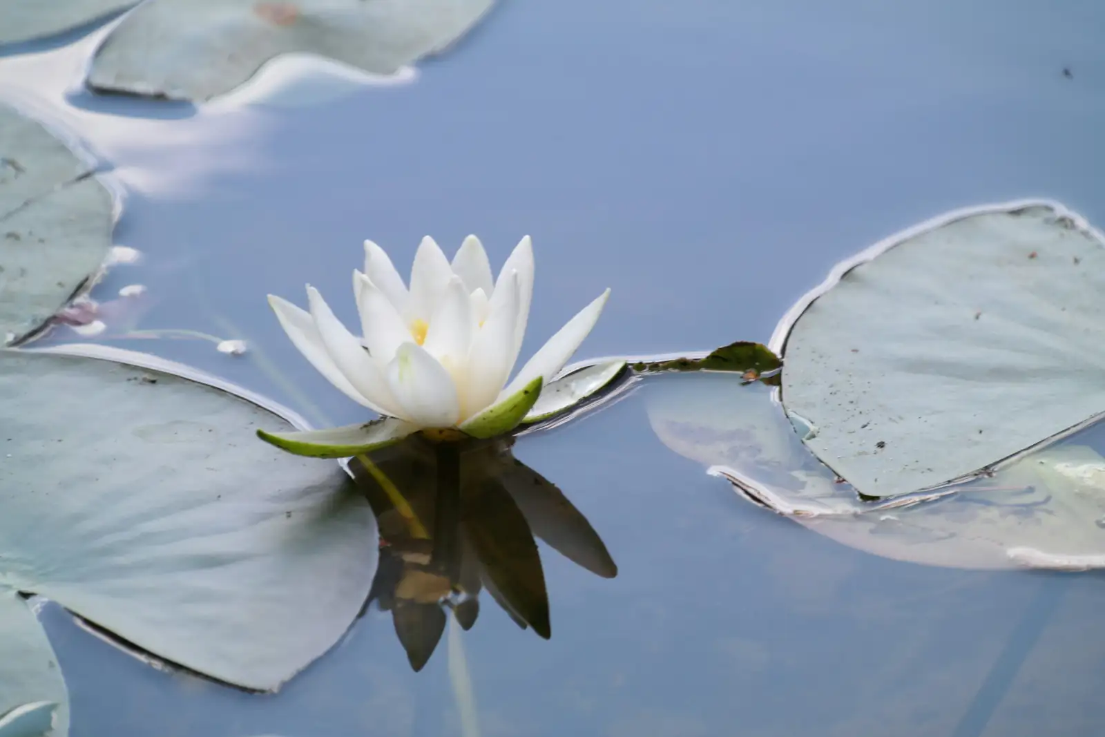Water Lily vs. Lotus: The Spot-the-Difference Guide You’ll Never Forget