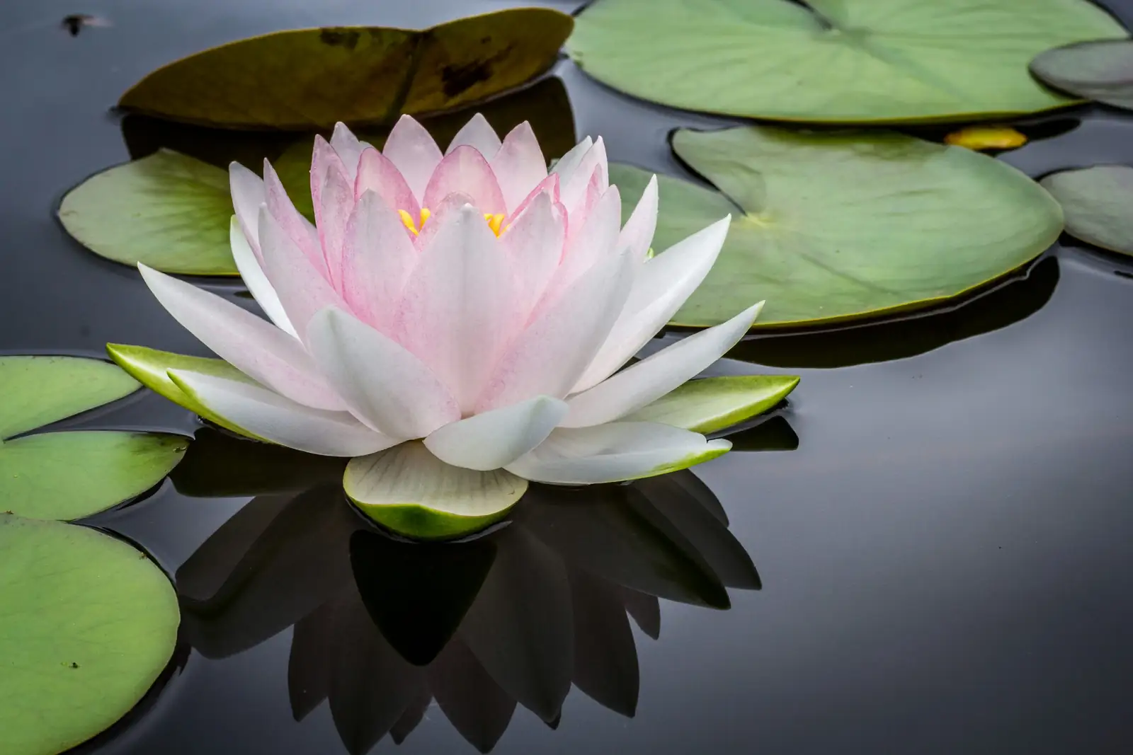 water lily flower on water surface