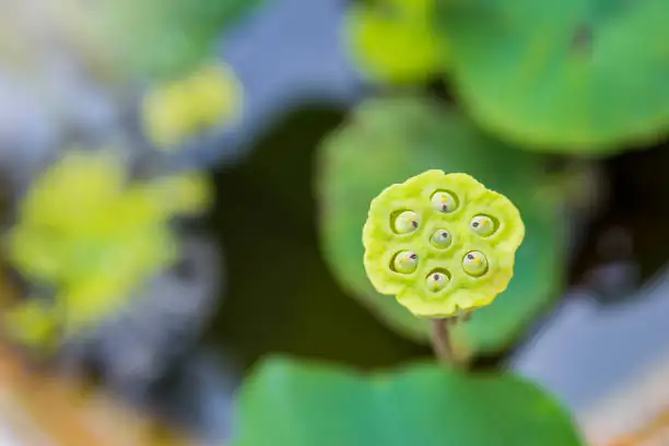 lotus seed pod above water