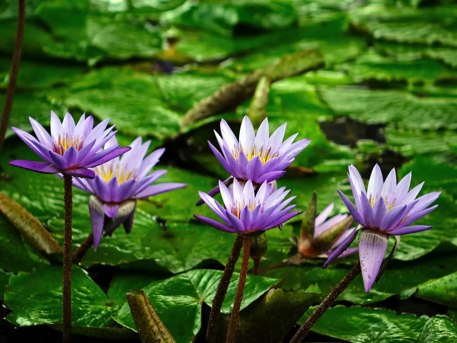 blue tropical water lily flower