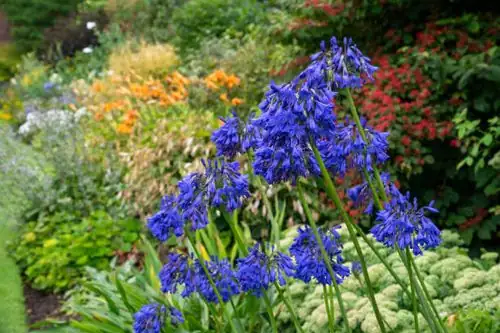 Sun, Soak, and Summer Fireworks: The Agapanthus Care Playbook