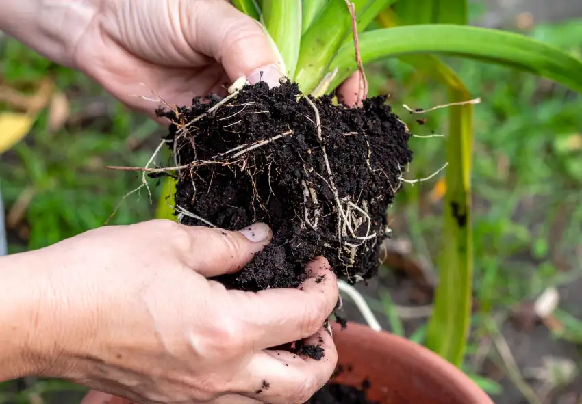 agapanthus crown above soil planting