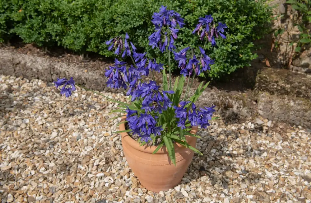 agapanthus africanus terracotta pot patio