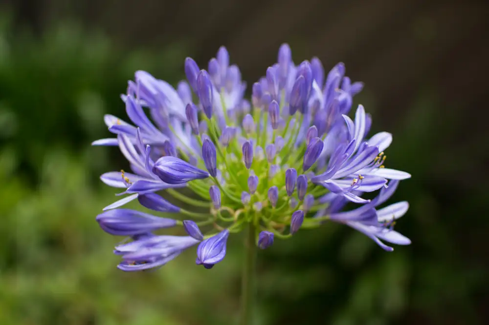 agapanthus africanus cut flowers vase