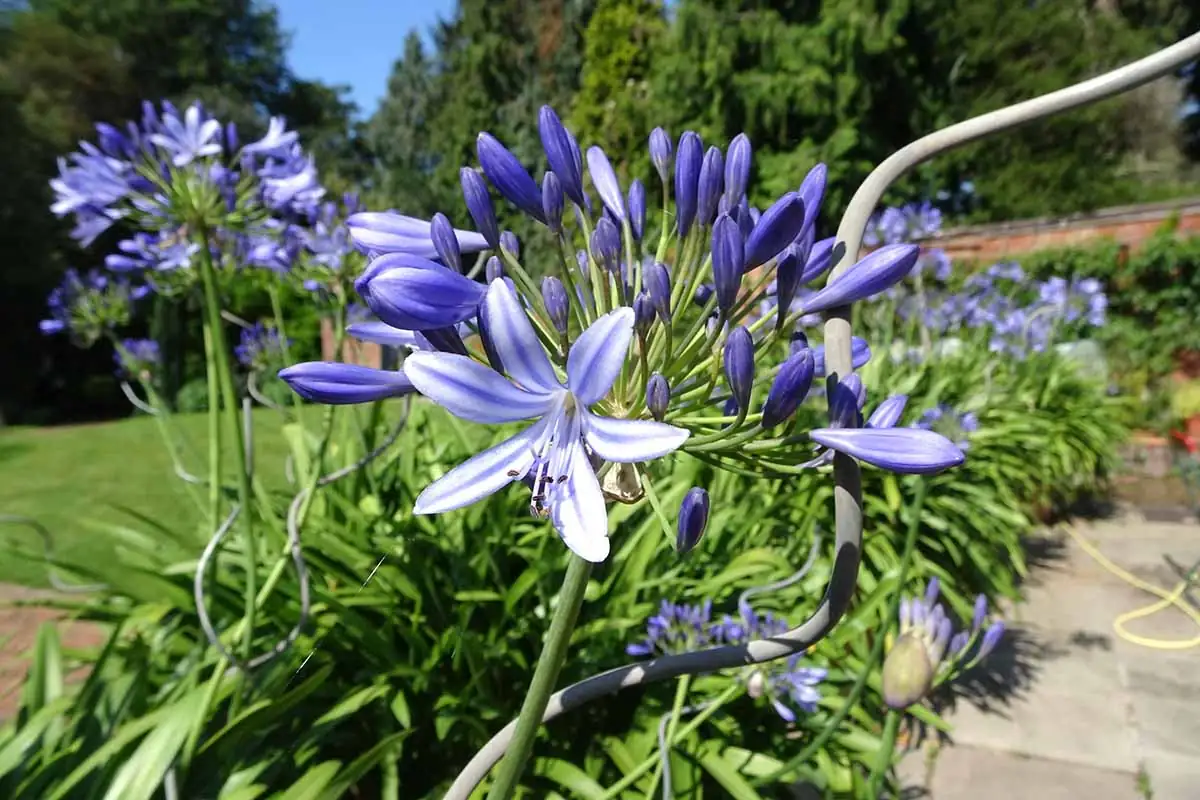 Pot‑Tight and Proud: 10 Quirky Truths About the ‘Love Flower’