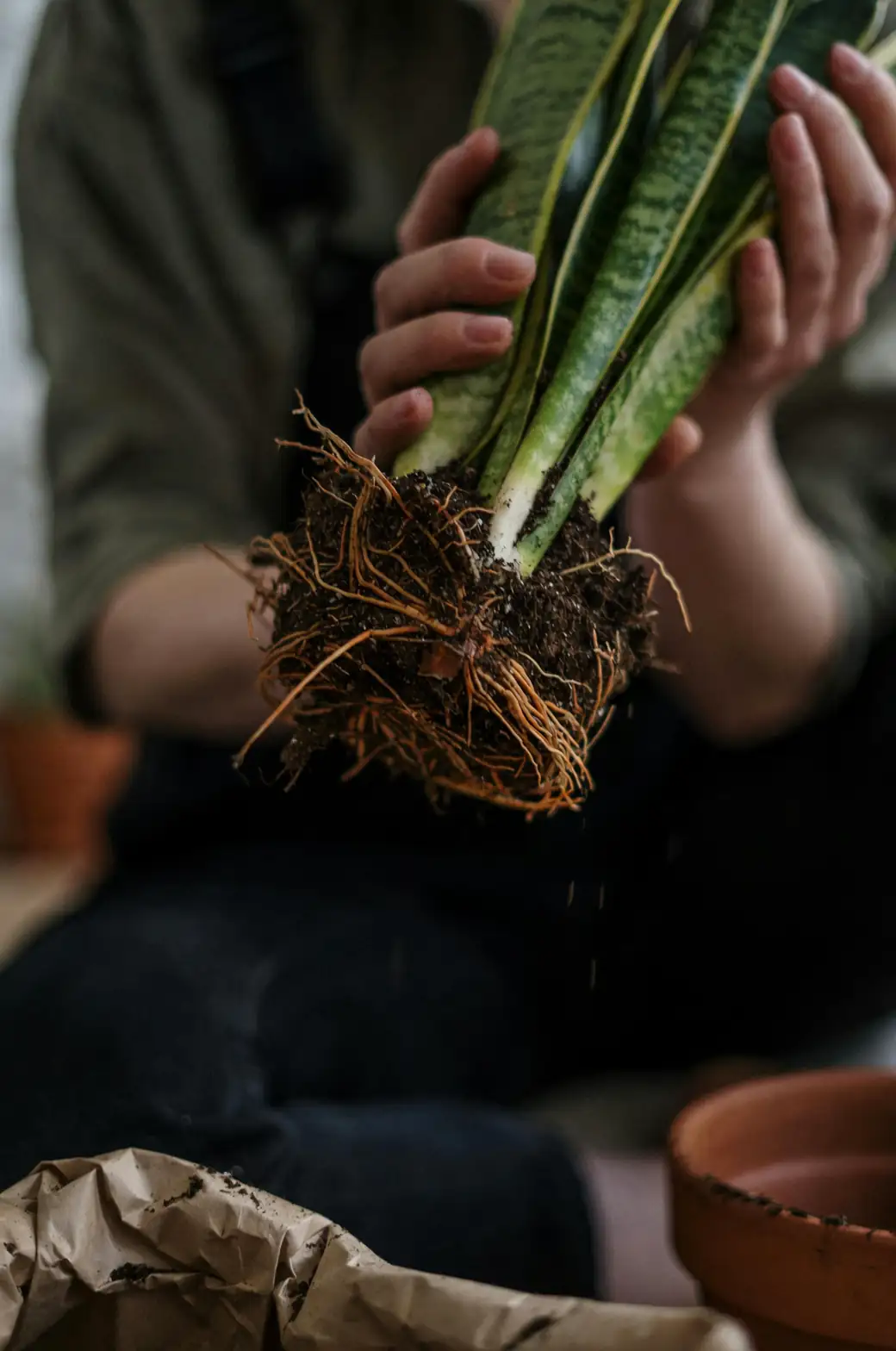 agapanthus root bound pot repotting