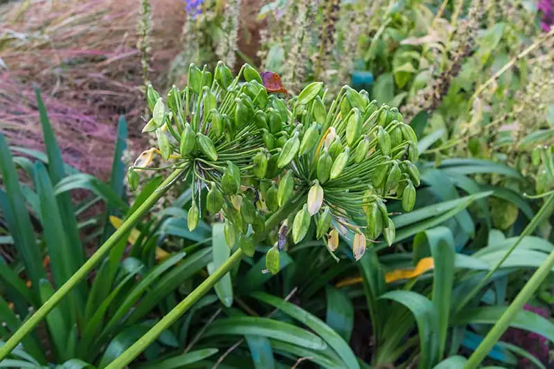 agapanthus winged seeds close up