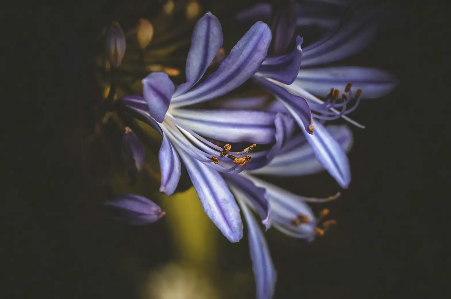 Divide & Thrive: The Agapanthus Propagation Masterclass (Seeds for the Patient, Splits for the Impatient)