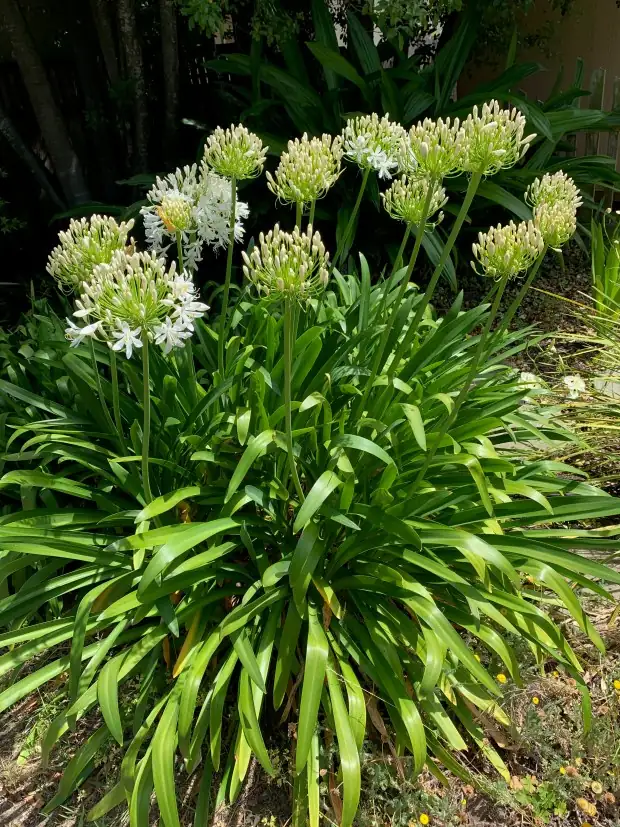 agapanthus crown division close-up