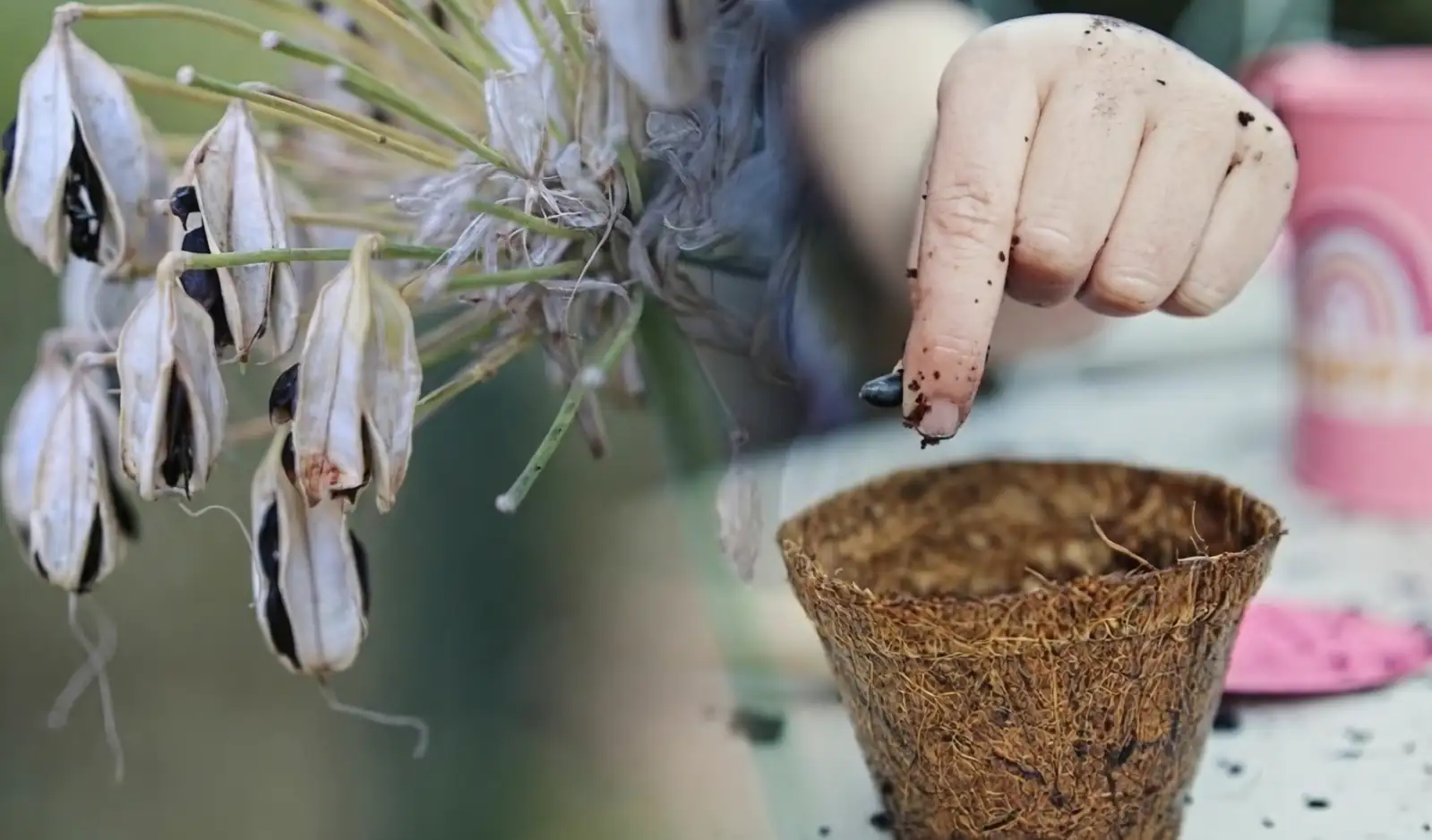 agapanthus seed pods drying