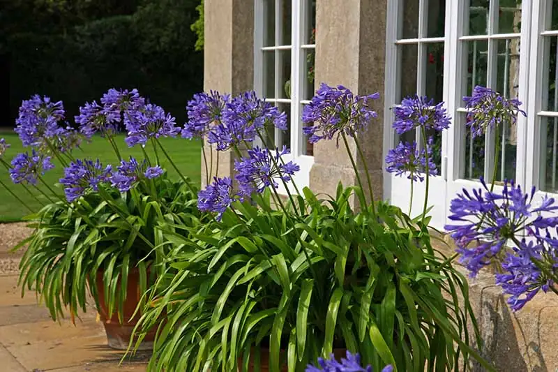 agapanthus in container patio